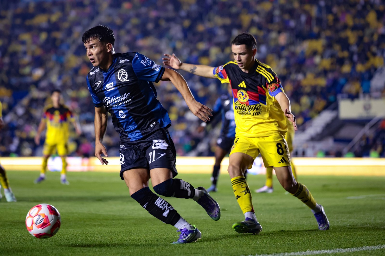 Gallos-América