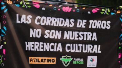 Altar en Querétaro contra corridas de toros