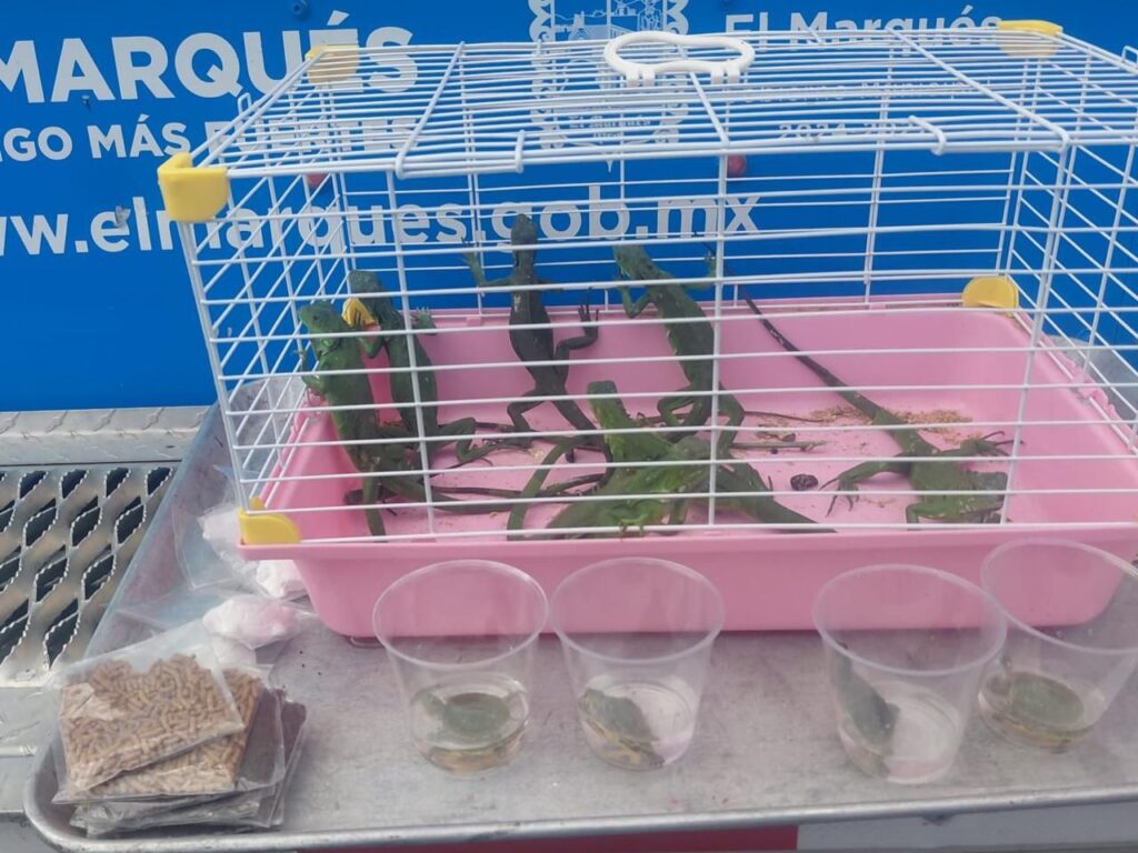 Iguanas bebés en una jaula