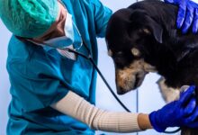 Veterinario atendiendo a un perrito negro