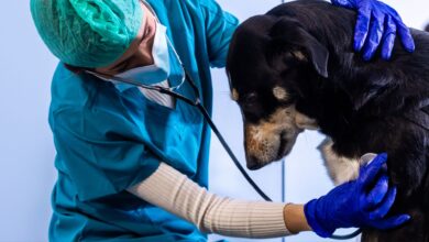 Veterinario atendiendo a un perrito negro