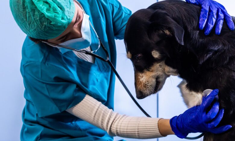 Veterinario atendiendo a un perrito negro