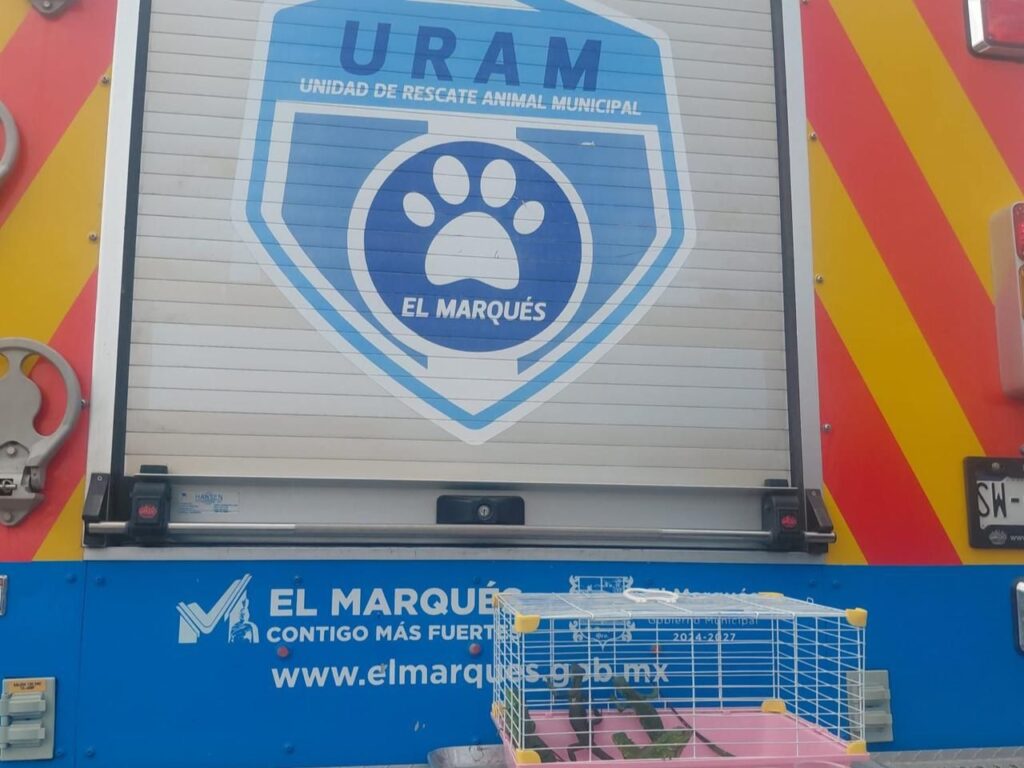 Iguanas bebés en una jaula