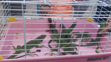 Iguanas bebés en una jaula