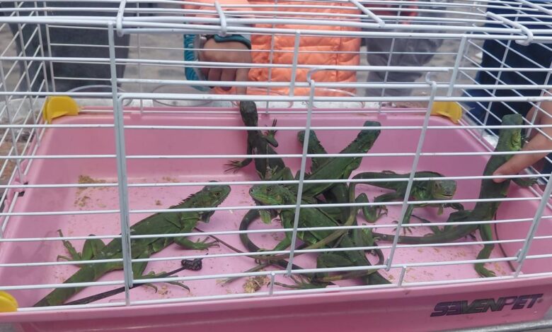 Iguanas bebés en una jaula