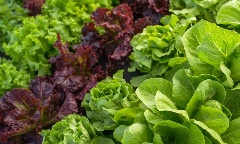 lechuga