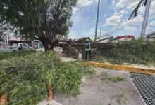 árbol