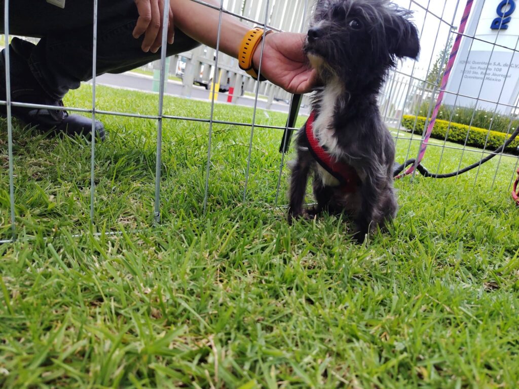 perro