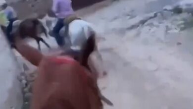 pedro